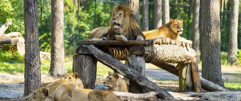 Sie können das Hotel Heide Kröpke inkl. Serengeti Park jetzt bereits ab 144.00 EUR p.P. buchen